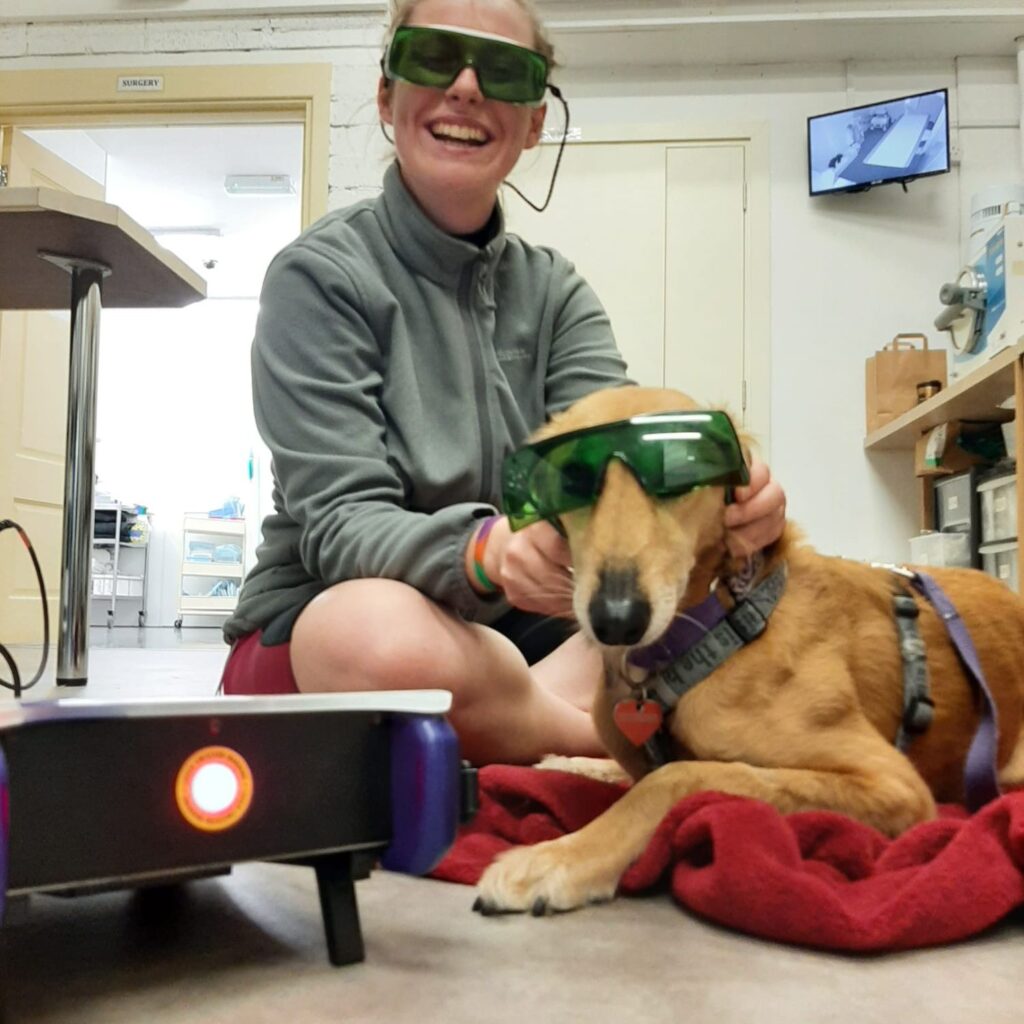 Veterinarian treating dog with laser therapy both wearing laser protective eyewear